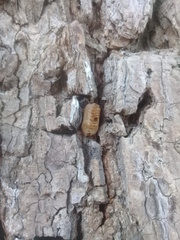 Parastagmatoptera unipunctata