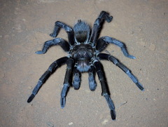 Acanthoscurria