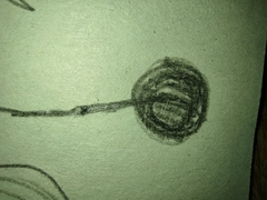 Ascomycota
