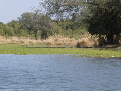 Limnobium laevigatum