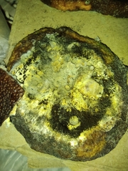 Ascomycota