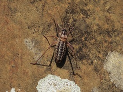 Ephippiger diurnus