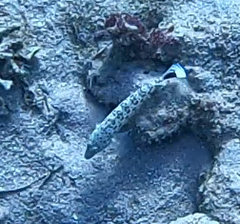 Parapercis hexophtalma