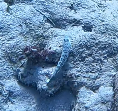 Parapercis hexophtalma