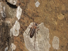 Ephippiger diurnus