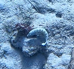 Parapercis hexophtalma