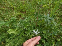 Potentilla pulcherrima