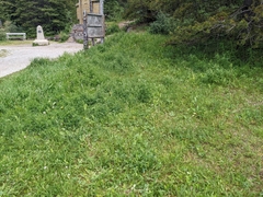 Potentilla pulcherrima