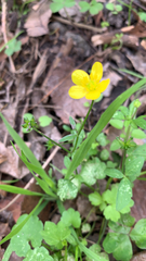 Ranunculus occidentalis