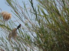 Phragmites mauritianus