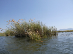Phragmites mauritianus