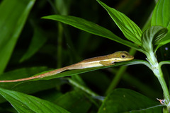 Anolis krugi