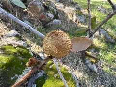 Amphibolips quercuspomiformis