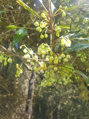 Elaeocarpus hookerianus