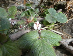 Potentilla micrantha