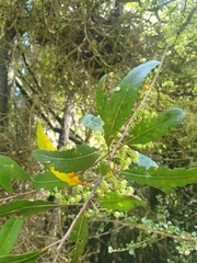 Elaeocarpus hookerianus