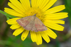 Phytometra viridaria