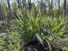 Zizaniopsis miliacea