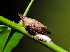 Aconophora