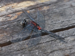 Leucorrhinia proxima