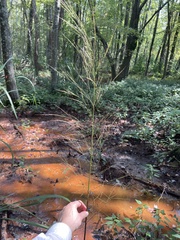 Zizaniopsis miliacea