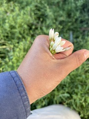 Nothoscordum gracile