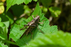 Platycleis albopunctata