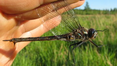 Somatochlora williamsoni