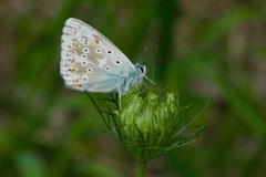 Polyommatus