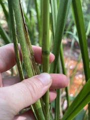 Zizaniopsis miliacea