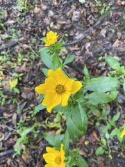 Bidens laevis