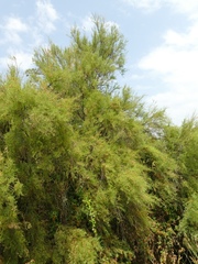 Tamarix gallica