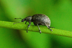 Liophloeus tessulatus