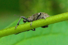 Liophloeus tessulatus