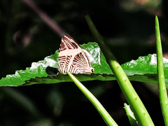 Colobura dirce dirce