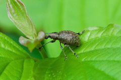 Liophloeus tessulatus