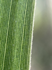 Zizaniopsis miliacea