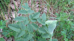 Laserpitium latifolium