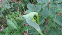 Laserpitium latifolium