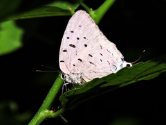 Pseudolycaena damo