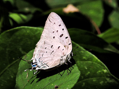 Pseudolycaena damo