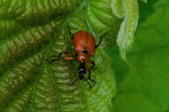 Apoderus coryli