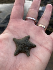 Asterina gibbosa