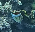 Chaetodon paucifasciatus