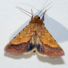 Pyrrhia umbra