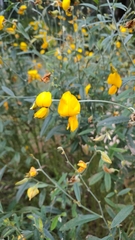 Crotalaria juncea