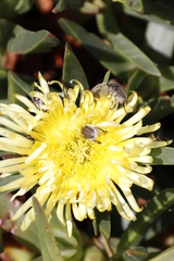 Carpobrotus edulis edulis