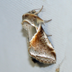 Habrosyne pyritoides