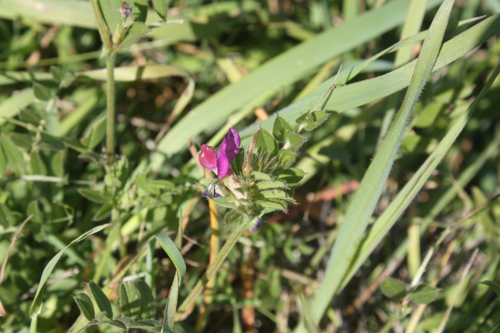 Common Vetch from Bernal Heights Park, San Francisco, California, US on ...