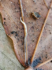 Fridericia ratzeli